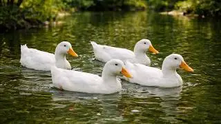 White Ducks Swimming on Still Water 🌿 Calm Music | Peaceful Wildlife Views