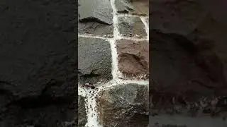 Ants Control Treatment by Ganraj Herbal pest Control Services