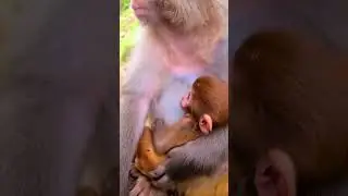 cutest baby monkey show.  #animals #money #angkormonkey