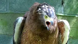 Top hunter with claws and sharp beak 🦅 Crested Serpent Eagle