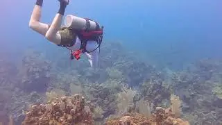 Roatan Scuba Diving // Coconut Tree Divers