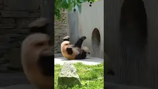 bear funny dance 😝 bhalu wala video #shorts #funny #bear