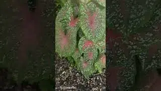 hermoso jard&iacute;n