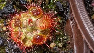 Feeding Drosera Sessilifolia time lapse
