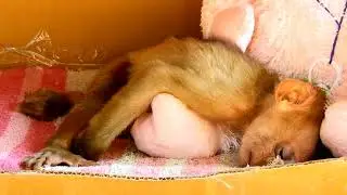 So pity monkey Axel,Axel Much Hungry milk,