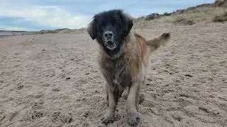 TIME FOR OUR FAVORITE WALK TO THE BEACH ⛱️