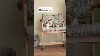 My Cats!