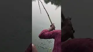 Big Fish Fight! Thrilling Fishing Video. 🐟🎣#Fishing #BigFish #CatchAndRelease #short  #bigfish2026