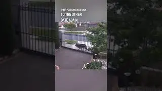 Этот незнакомец спас свою собаку 👏