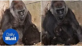 Gorilla born by emergency caesarean section reunited with family - Daily Mail