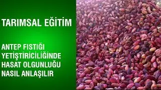 Tarımsal Eğitim - Antep Fıstığı Yetiştiriciliğinde Hasat Olgunluğu Nasıl Anlaşılır?
