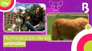 &iquest;Qu&eacute; es la humanizaci&oacute;n de las mascotas? | Monimalista | Brav&iacute;ssimo