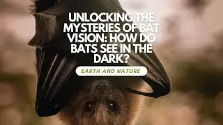 Unlocking the Mysteries of Bat Vision : How Do Bats See in the Dark?