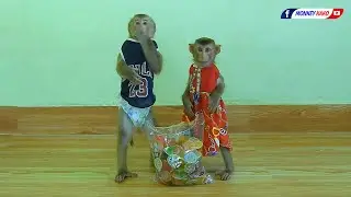 Intelligent Monkey | Cuties Baby Luna With Kako Eating Jelly Fruits
