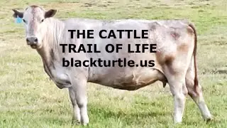 The Cattle Trail Of Life