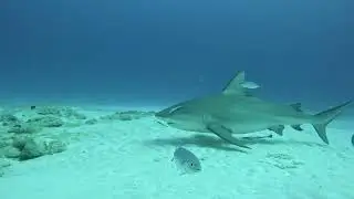 Bull Shark Dive November 2025