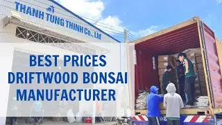 HOW TO GET THE BEST PRICES FROM YOUR DRIFTWOOD BONSAI MANUFACTURER? / MADE IN VIETNAM