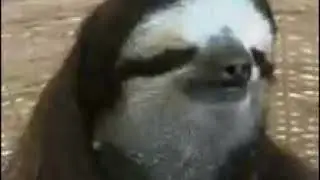 Funny Sloth meme (read description pls)
