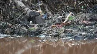 Jacksnipe meets a meadow pipit