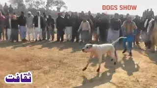 Big famous bully gultair dogs | champion bully dogs | bully pitbull dogs | sial daily vlog