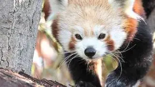 Red Panda Info Video