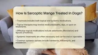 How Is Sarcoptic Mange Treated In Dogs? - Ask A Pet Vet