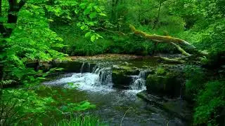 Relaxing, 1 Hours Relaxing Sleep Music 🎵 Stress Relief Music, Calming Music, Insomnia