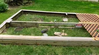 Scoots the Red Footed Tortoise super time lapse