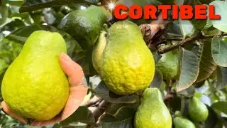As Goiabas mais Bonitas da Chácara | Goiaba Cortibel