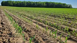 What a Beautiful Field of Corn! - #166