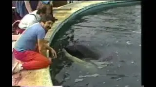 Nandu and Samoa