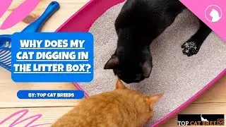 Why Does My Cat Digging in the Litter Box | Top Cat Breeds