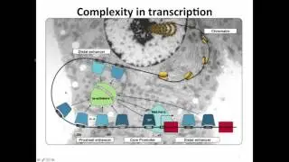 Gene Regulation Network Analysis