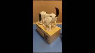 Lets Play Hungry Eating Dog Coin Bank ASMR #shortslive #shortsfeed #asmrsounds