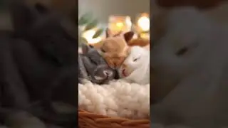 &iquest;Todos los animales duermen?