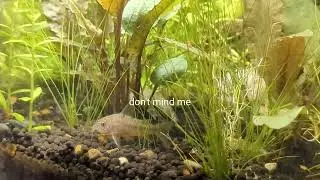 Quick 35 Gallon Cube Fish Tour