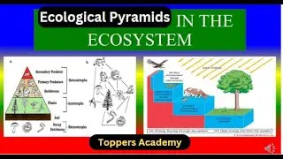 Ecological Pyramids | Energy Flow in an Ecosystem #toppersacademy #Ecosystem #ppsc #fpsc #ecology