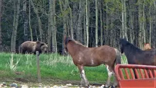 Horses vs a grizzly bear in a showdown!