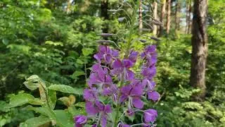 Epilobium Angustifolium