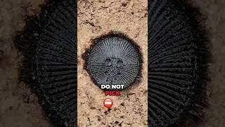 You better RUN if you see this on the ground. #shorts #amazingfacts #viral #dangerous
