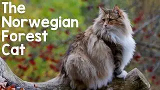Norwegian Forest Cats - 10 Incredible Facts About This Majestic Viking Cat!