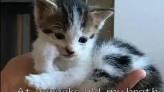 my brothers kitten is already fed up of life
