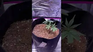 Daily reveg , clones #indoorgrowing #garden #cheapplants #420 #gardening #houseplants #za #plants