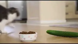 Cat vs Cucumber 😂 | The Funniest Reaction Ever!