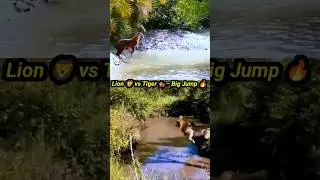 jungle king fight &ndash; Lion vs Tiger jump 🔥 | #animals #lion #tiger #shorts