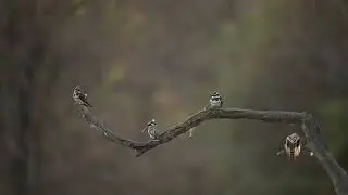 Pied Kingfishers