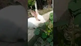 Feeding My Bunny Fresh Vegetables|| Rabbit Explorers || Bunny