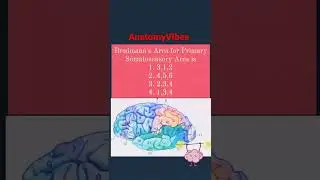 Primary Somatosensory Area | Brodmann's Area | Functional Areas of Brain #anatomy #brain #neuro