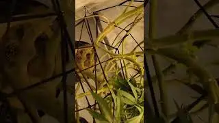 Grown under SunPlix G2 LED grow light