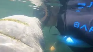 Manatee Tour  -- Crystal Springs Florida - Plantation Adventure Center